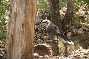Babbler, Grey-crowned, 2007-12232210 Pine Creek, NT, AU